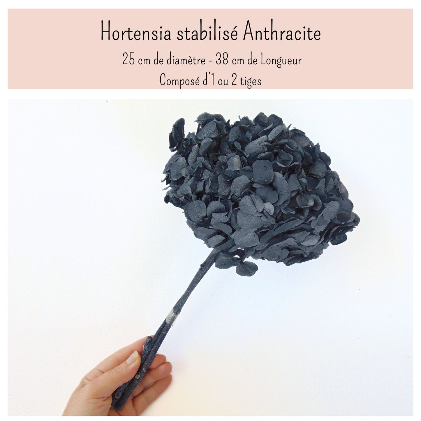 Hortensia Stabilisé séché Gris Anthracite