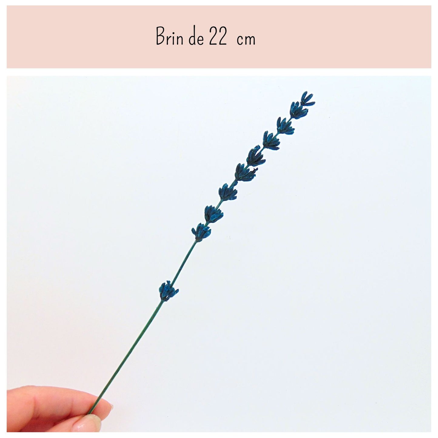 Brin de Lavande stabilisée bleue - Décoration de table Mariage