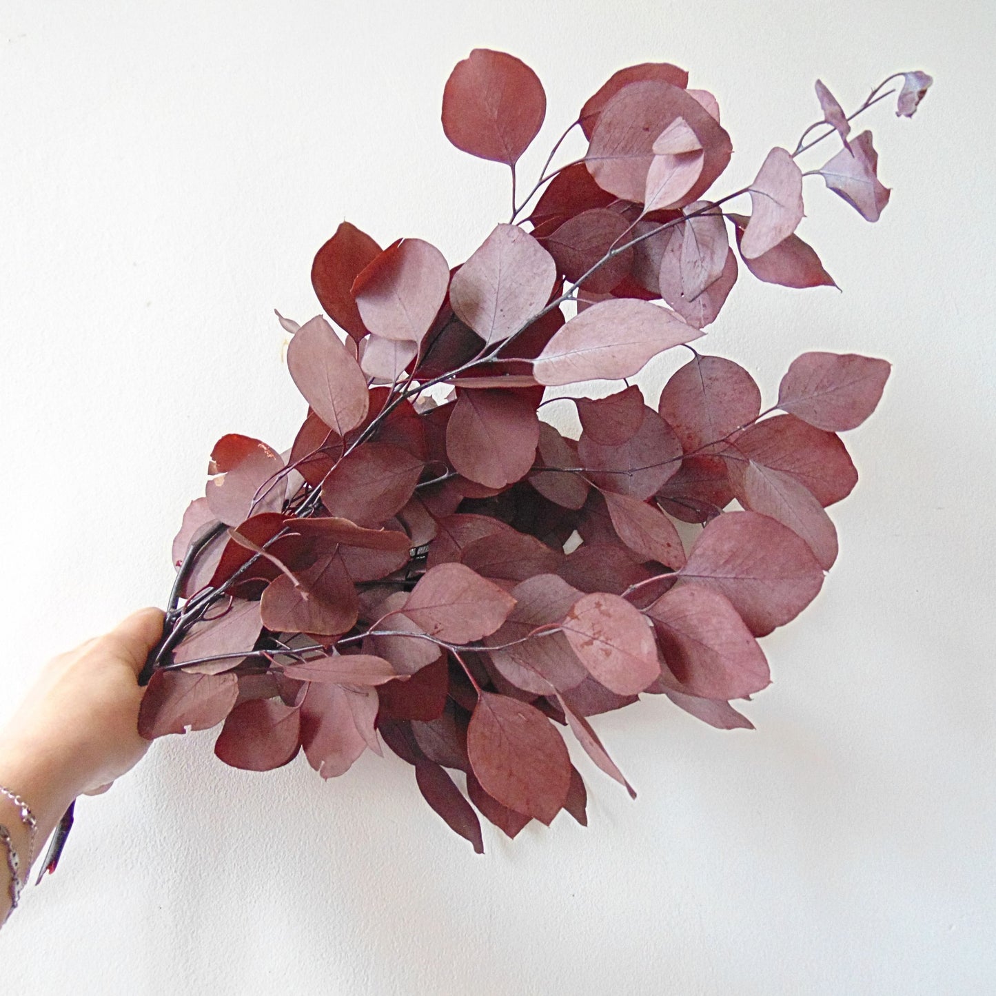 Bouquet Eucalyptus Populus Rouge préservé