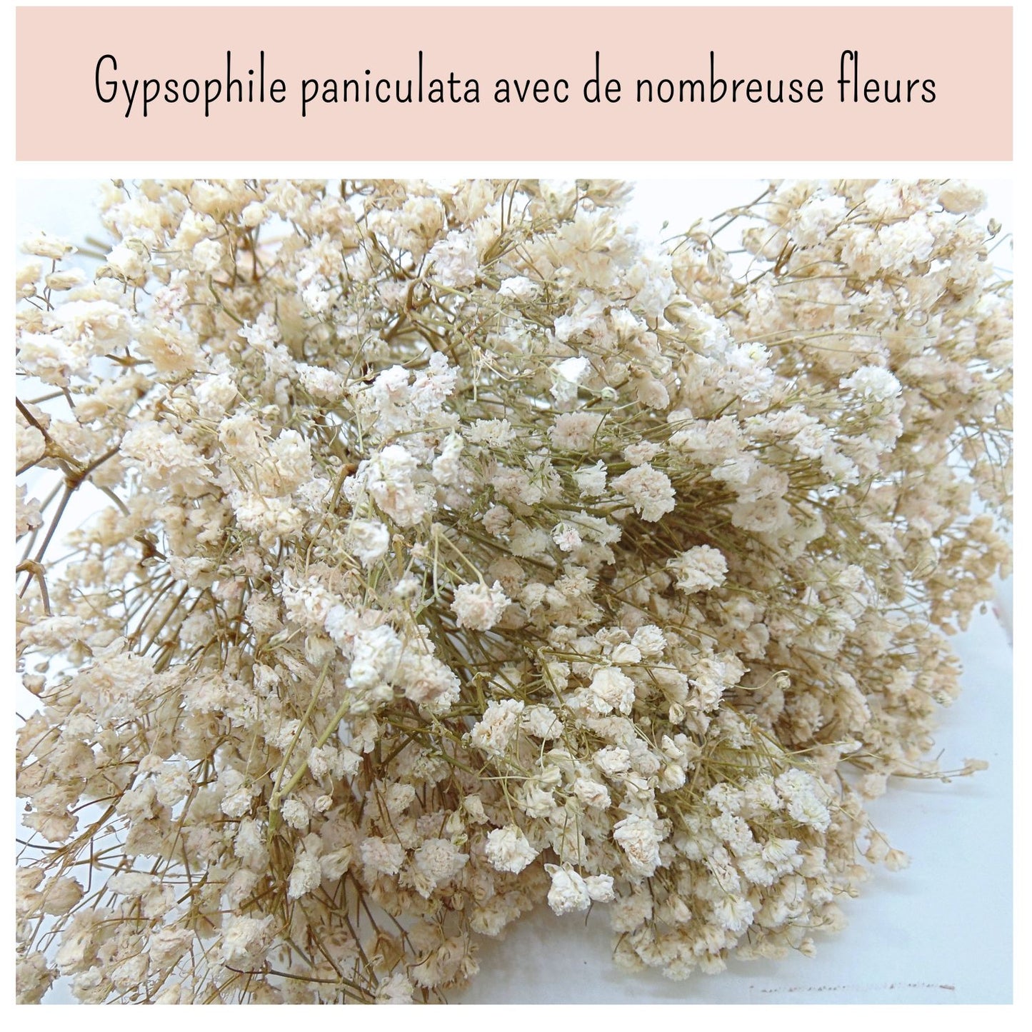 Gypsophile Blanc séchée et préservée Mariage