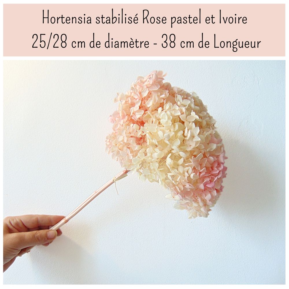 Hortensia Anna Stabilisé Vanille Fraise Ivoire Rose