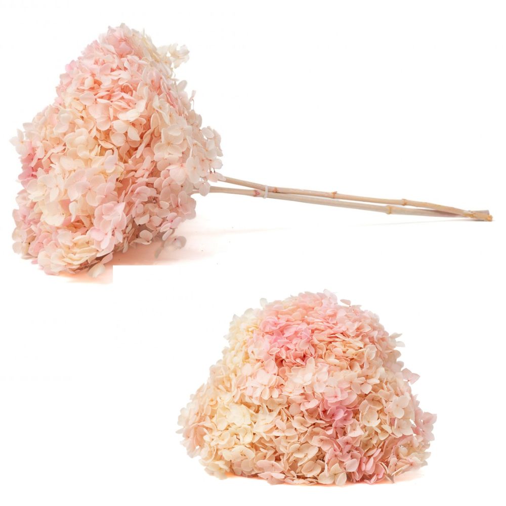 Hortensia Anna Stabilisé Vanille Fraise Ivoire Rose