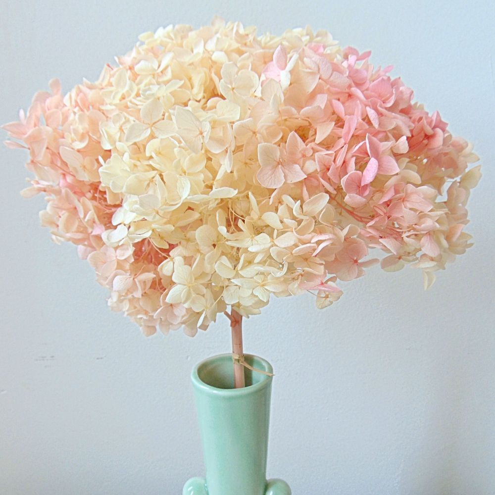 Hortensia Anna Stabilisé Vanille Fraise Ivoire Rose