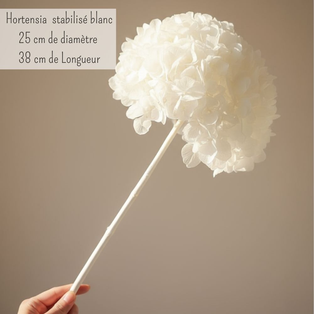 Hortensia Stabilisé blanc - Fleurs éternelle