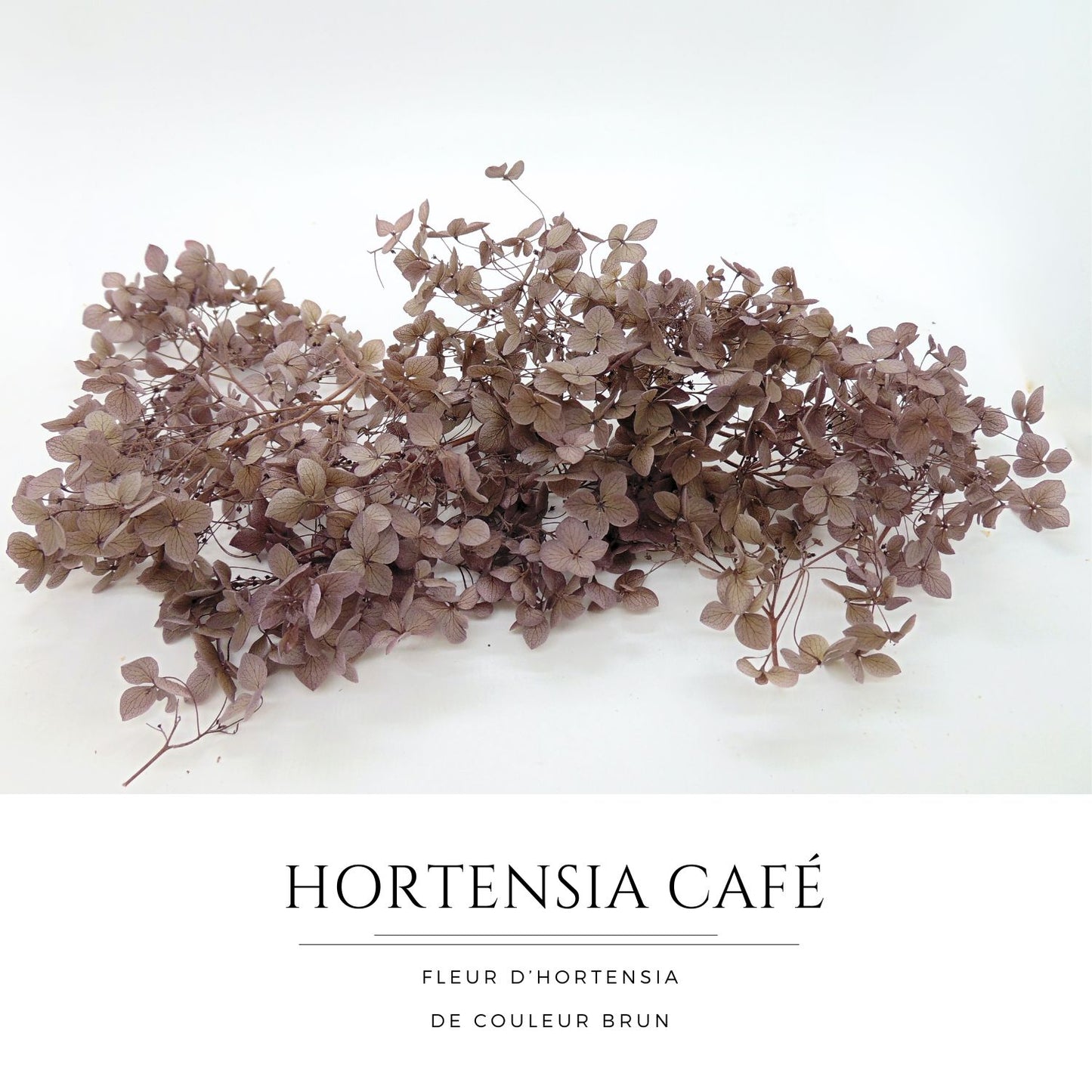 Fleurs d'Hortensia couleur café