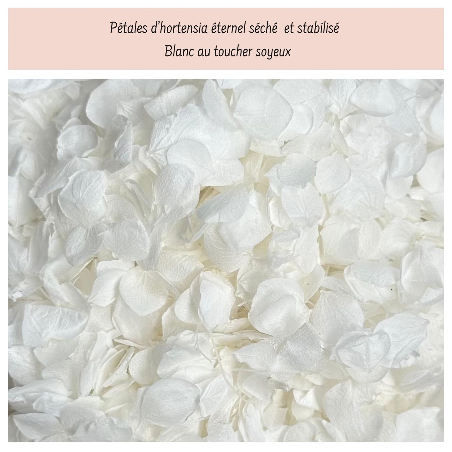 Hortensia - Confettis de Mariage blanc