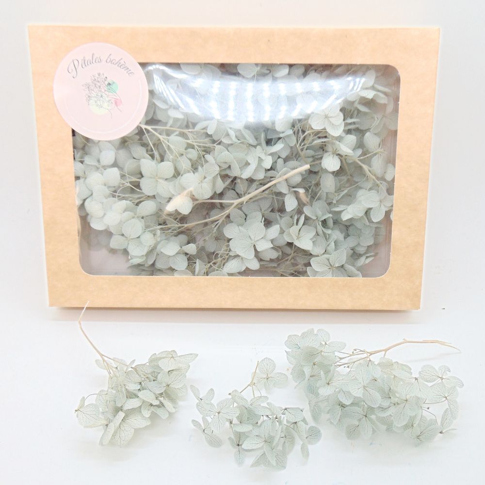 Fleurs d'Hortensia gris clair