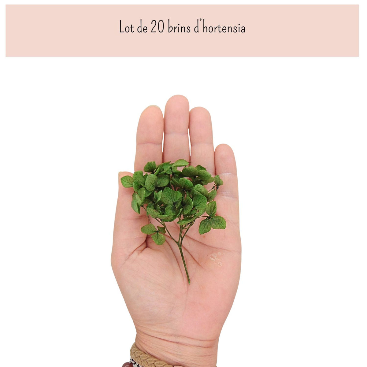 Brins d'Hortensia Stabilisé Blanc – Décoration Mariage