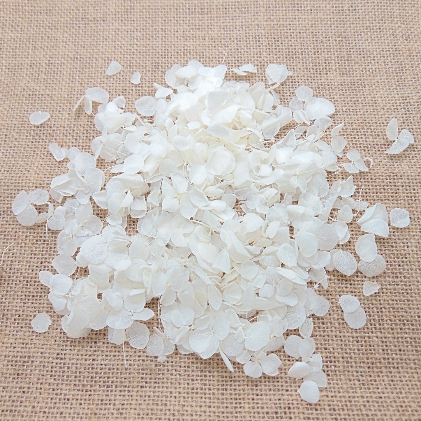 Hortensia - Confettis de Mariage blanc