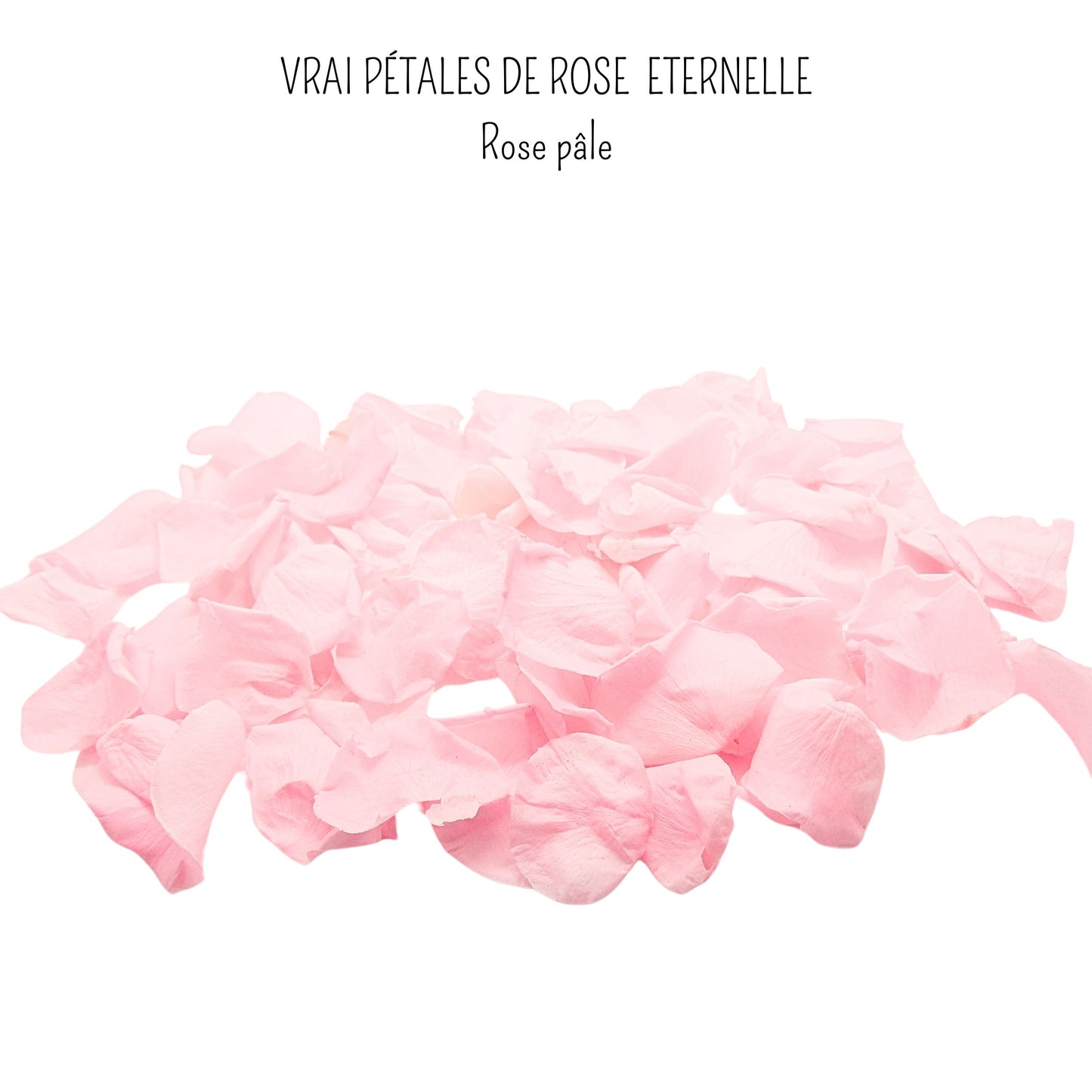 Rosa - Pétales de rose éternelle rose