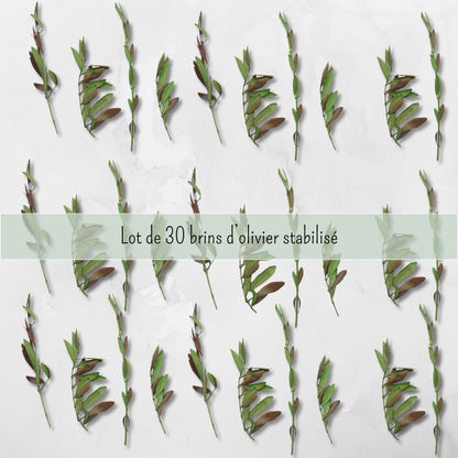 Olivier préservé et stabilisé - 30 Brins vert