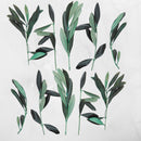 Rameaux d'olivier en branche - Lot de 10