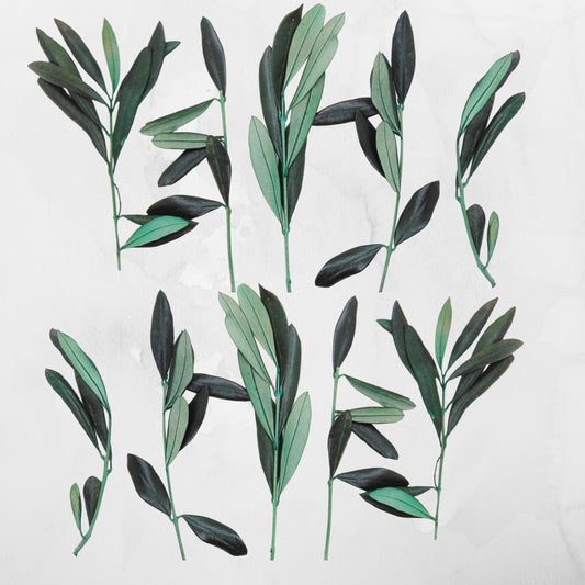 Rameaux d'olivier en branche - Lot de 10