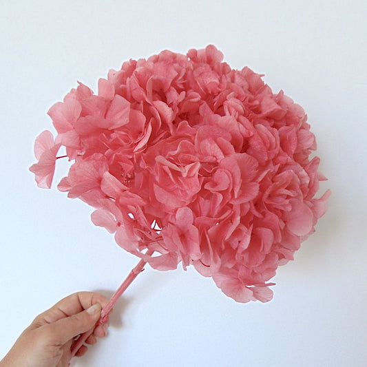 Hortensia Stabilisé Rose -Fleur éternelle