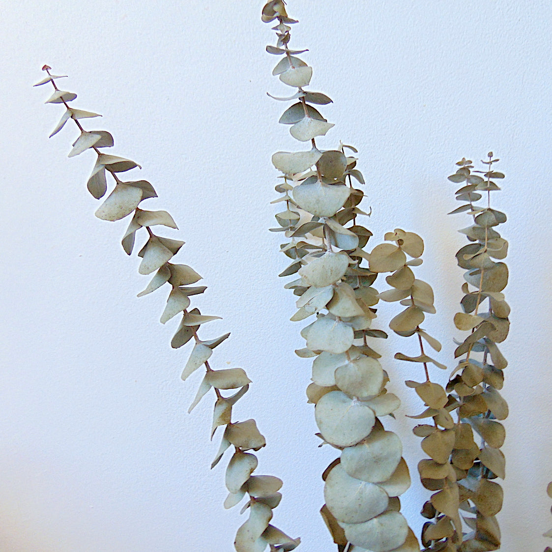 Bouquet Eucalyptus séché naturel Vert sauge