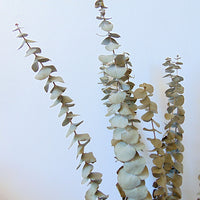 Bouquet Eucalyptus séché naturel Vert sauge