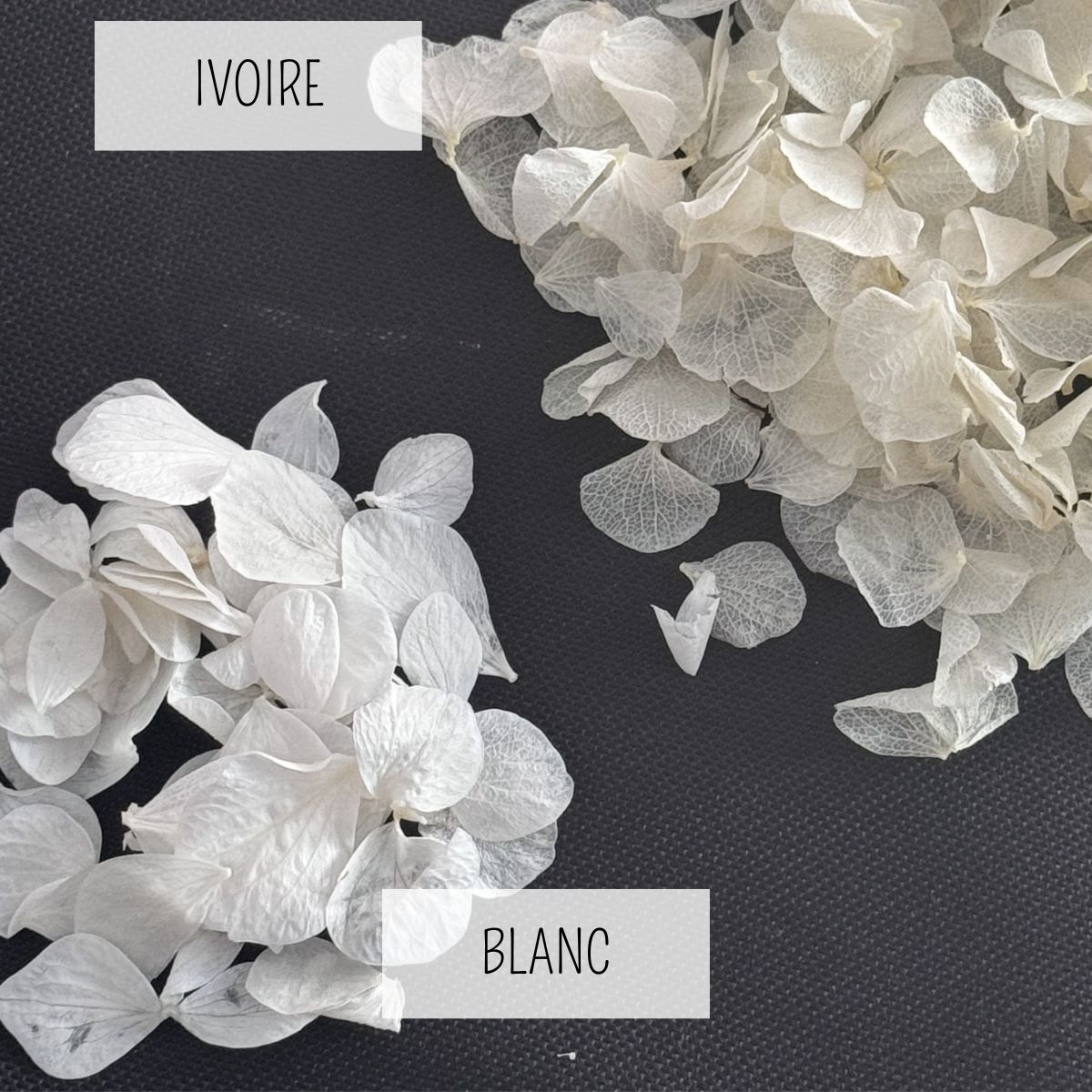 Pétales d'Hortensia séché blanc - Confettis de Mariage