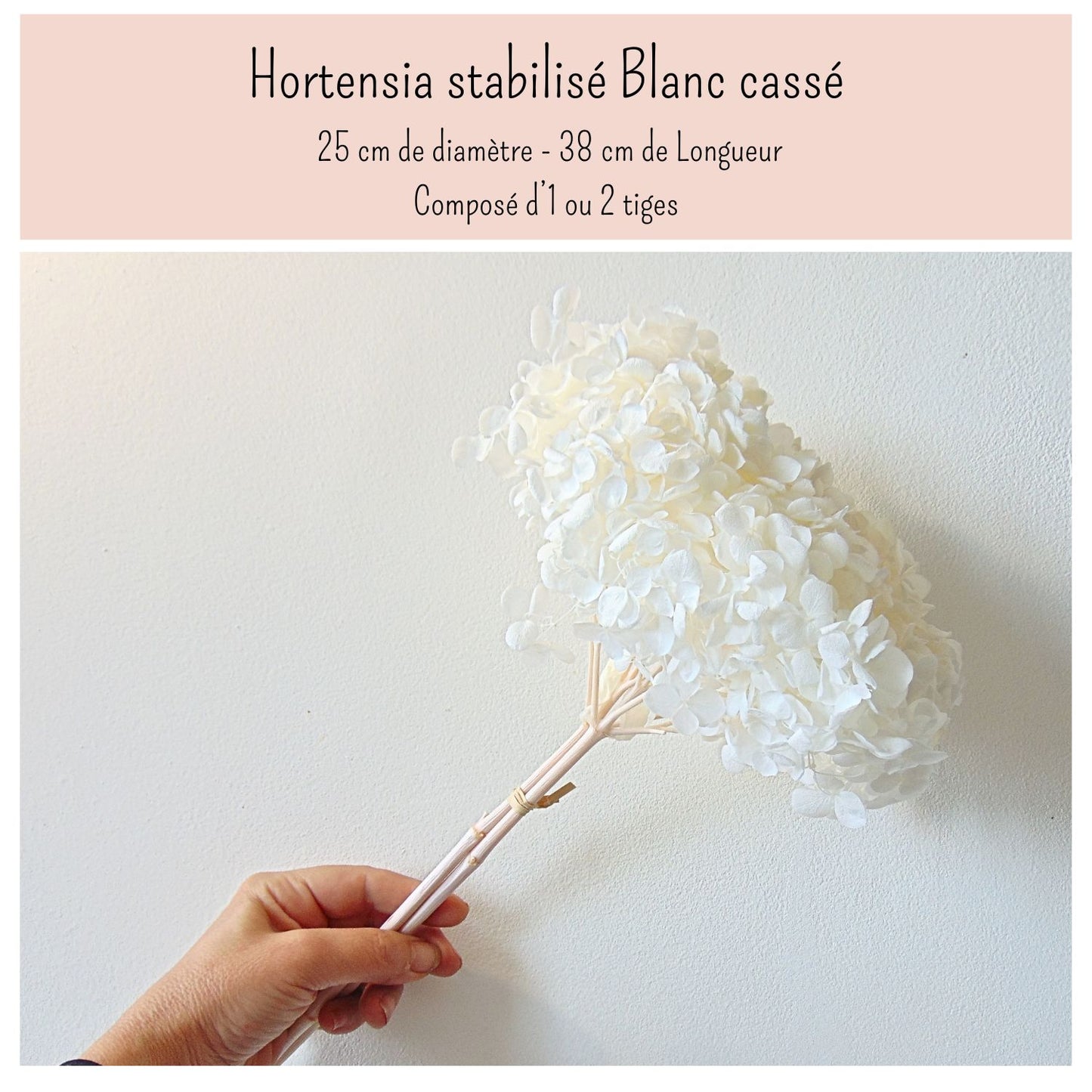 Hortensia Anna Stabilisé Blanc - Fleurs éternelle