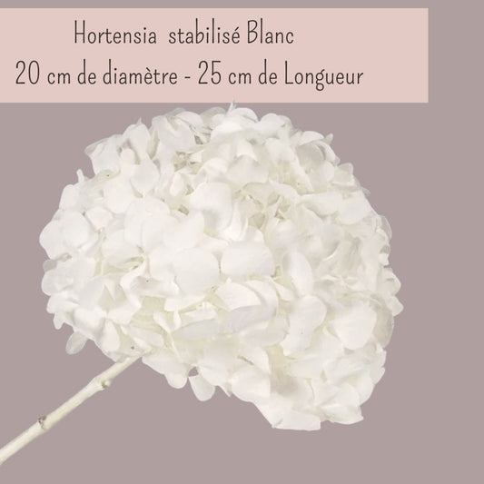 Hortensia Stabilisé blanc - Fleurs éternelle