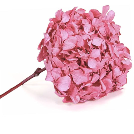 Hortensia Stabilisé Rose -Fleur éternelle