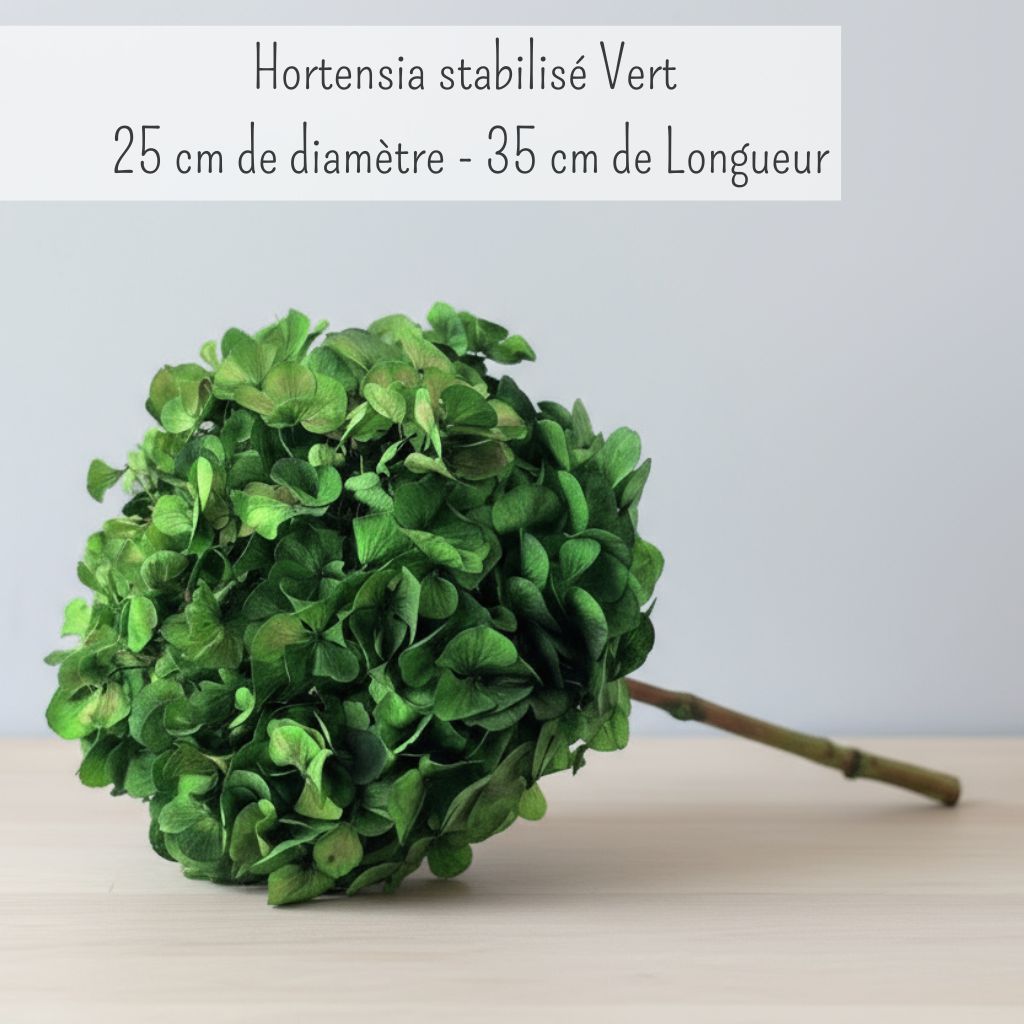 Hortensia Stabilisé Vert- Fleurs éternelle