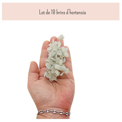 Fleurs d'Hortensia gris clair