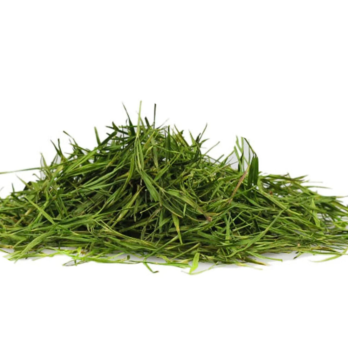 feuilles de bambou vert