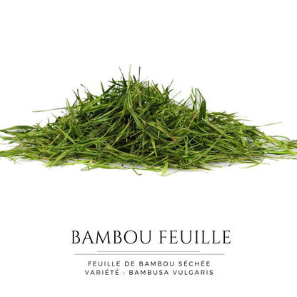 feuilles de bambou vert