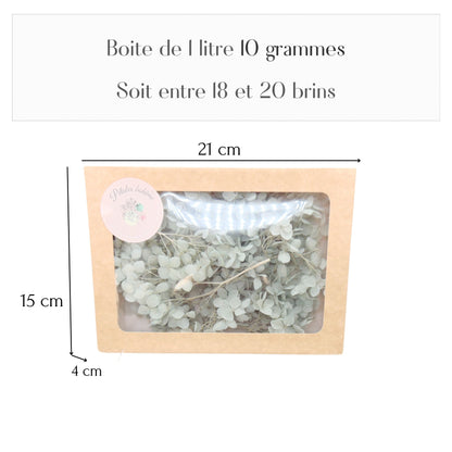 Fleurs d'Hortensia gris clair