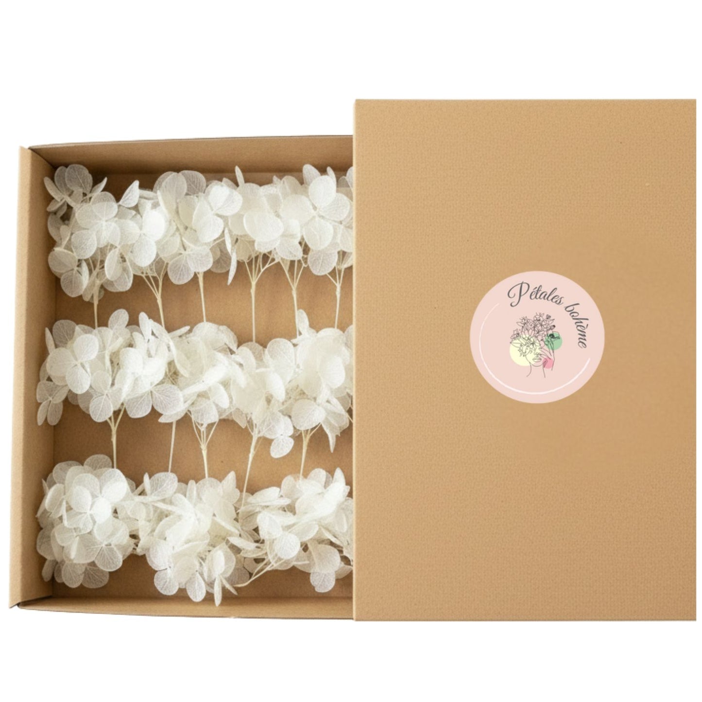 Fleurs d'Hortensia stabilisé blanc