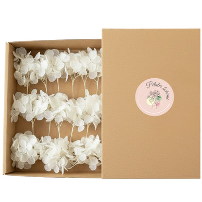 Fleurs d'Hortensia stabilisé blanc