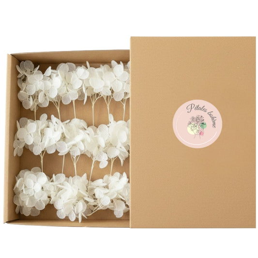 Fleurs d'Hortensia stabilisé blanc