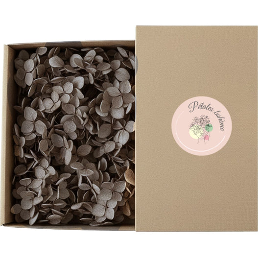 Fleurs d'Hortensia couleur café