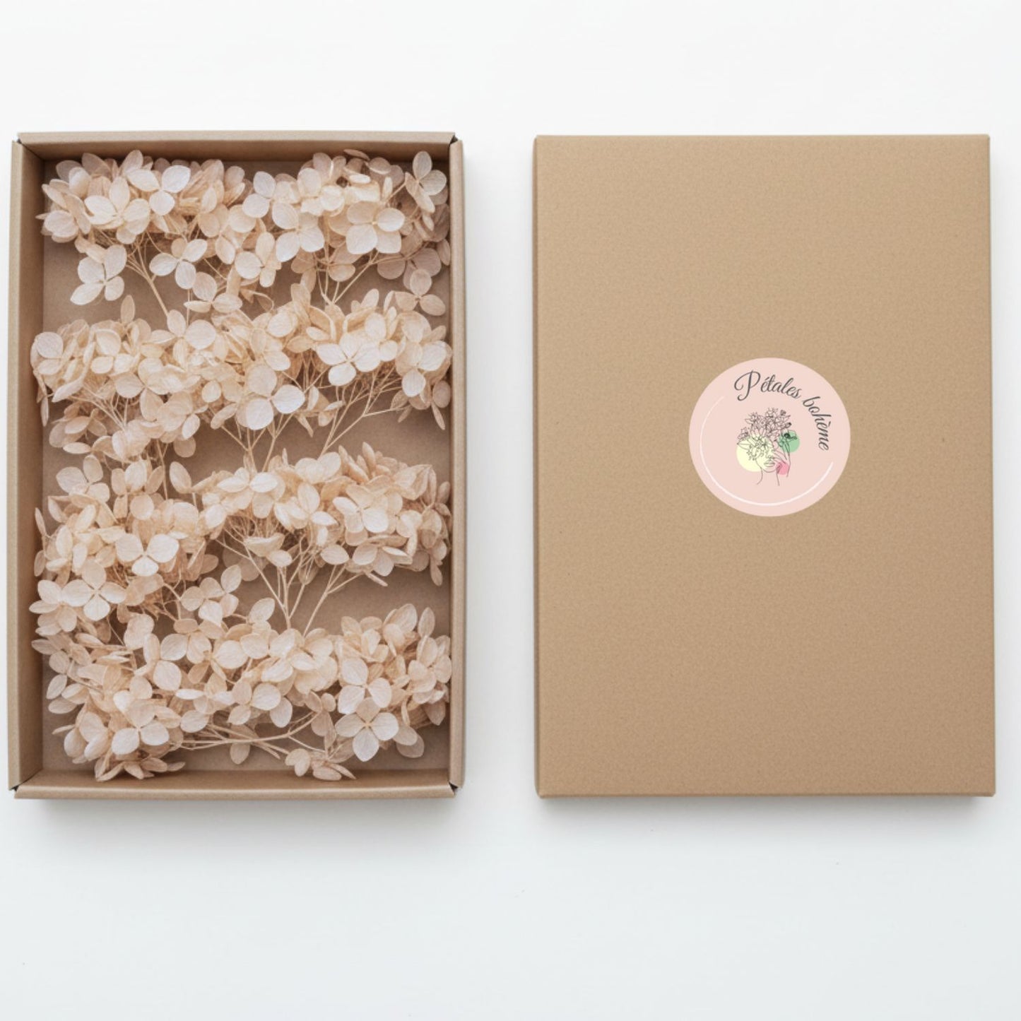 Fleurs d'Hortensia pêche