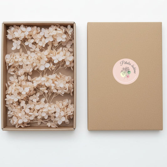 Fleurs d'Hortensia pêche