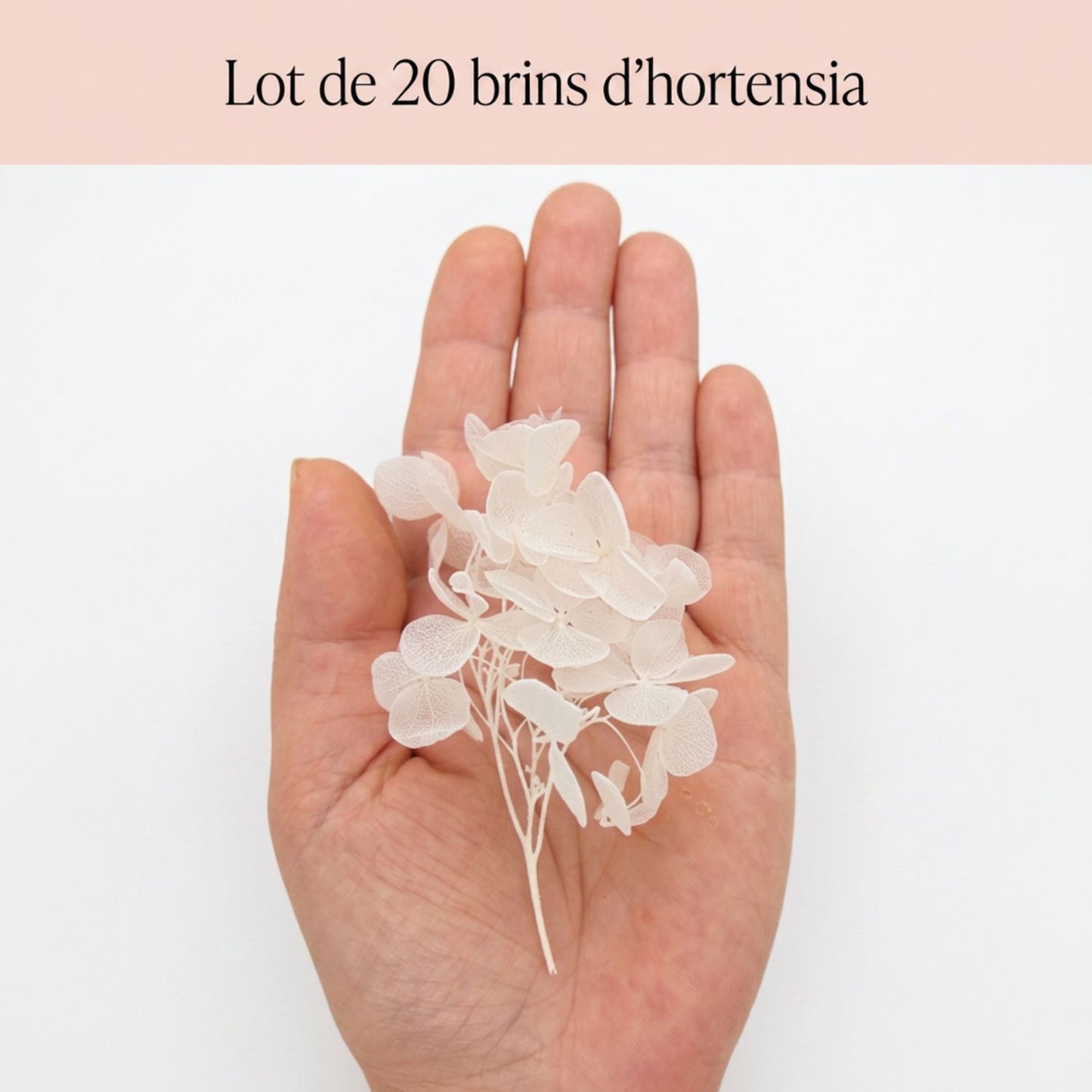 Brins d'Hortensia Stabilisé Blanc – Décoration Mariage