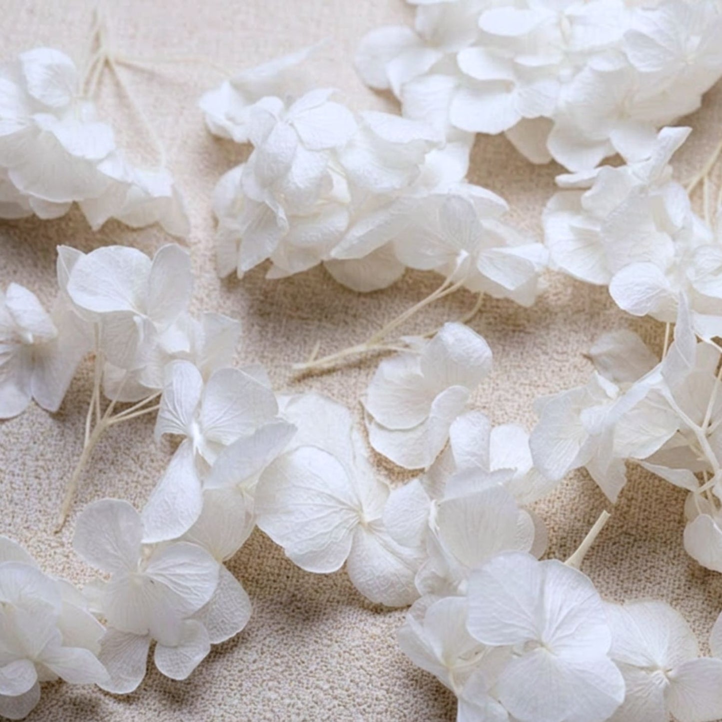 Brins d'Hortensia Stabilisé Blanc – Décoration Mariage