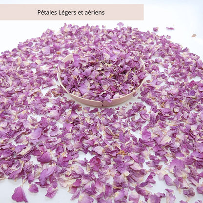 Pureté Rose Damas - Pétales de roses violet magenta