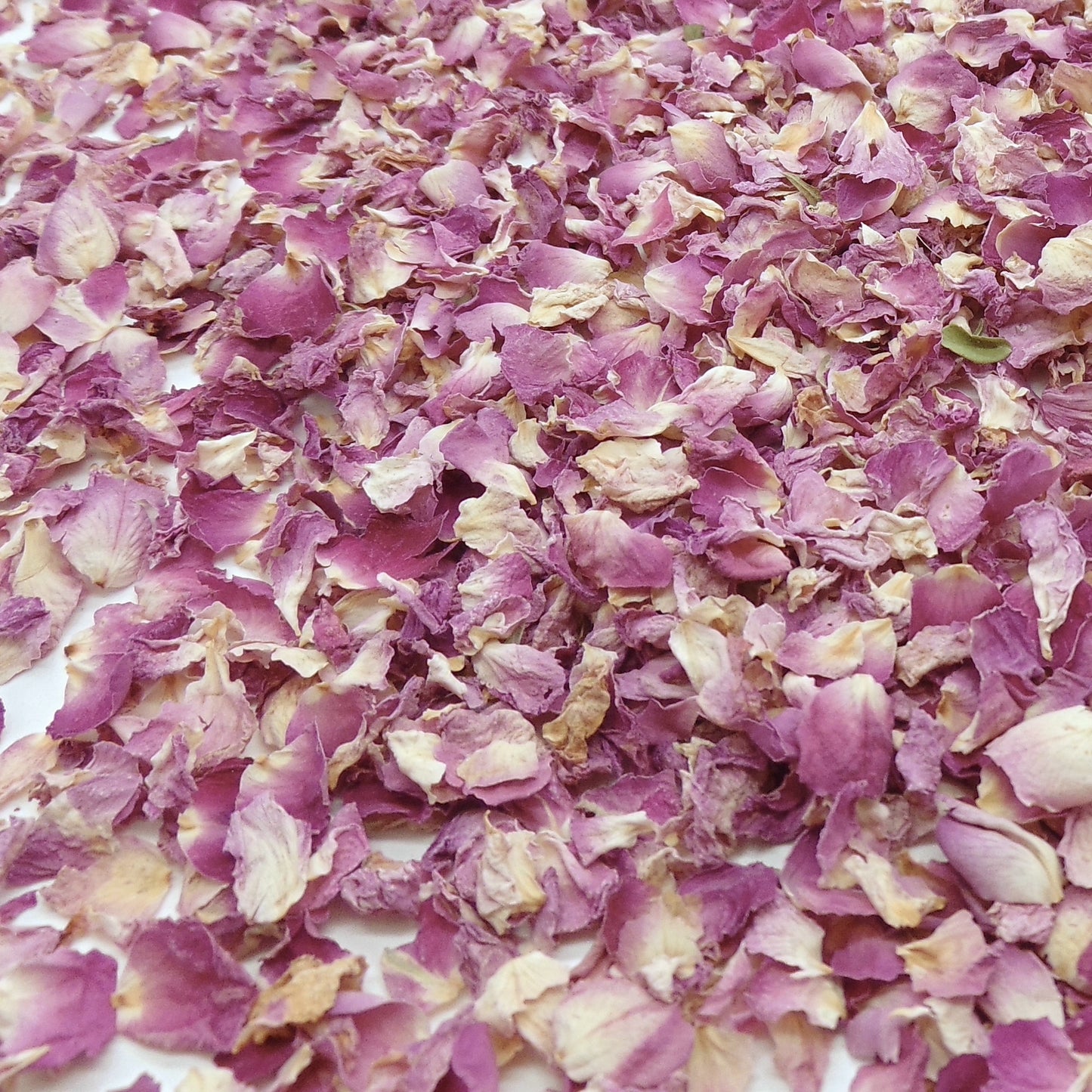 Pureté Rose Damas - Pétales de roses roses