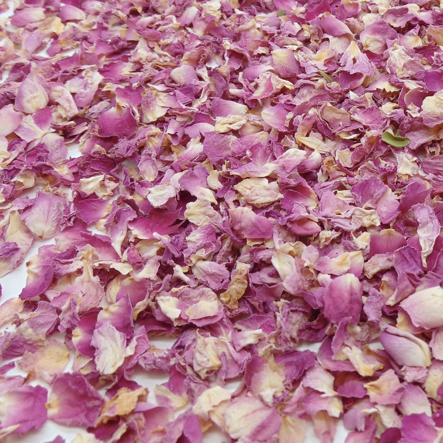 Pureté Rose Damas - Pétales de roses roses