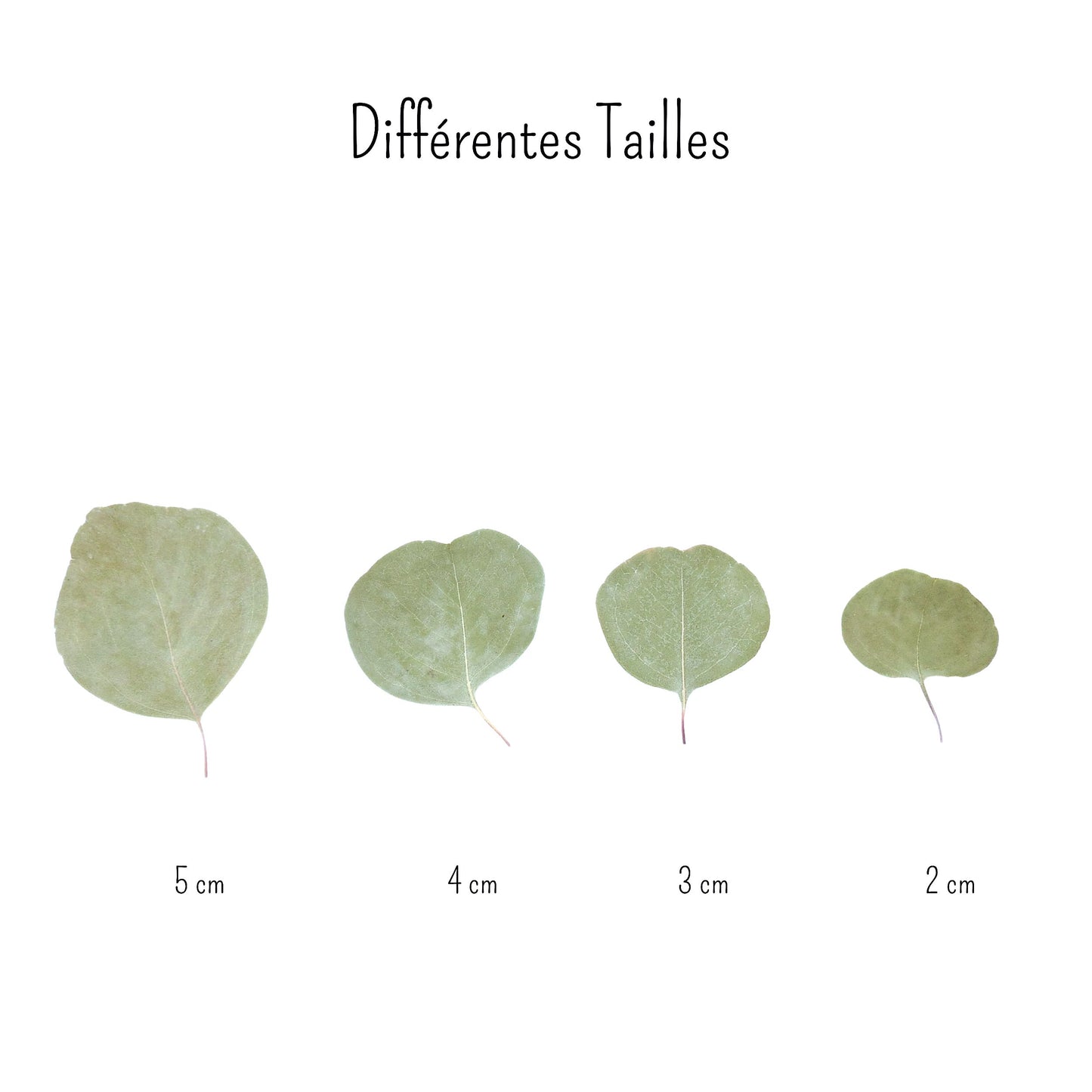 Eucalyptus Feuilles séches - Décoration de Mariage