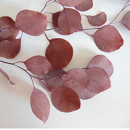 Bouquet Eucalyptus Populus Rouge préservé
