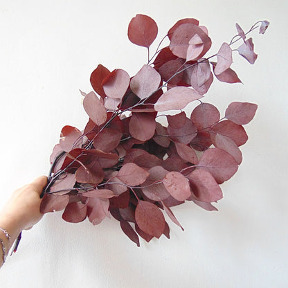 Bouquet Eucalyptus Populus Rouge préservé