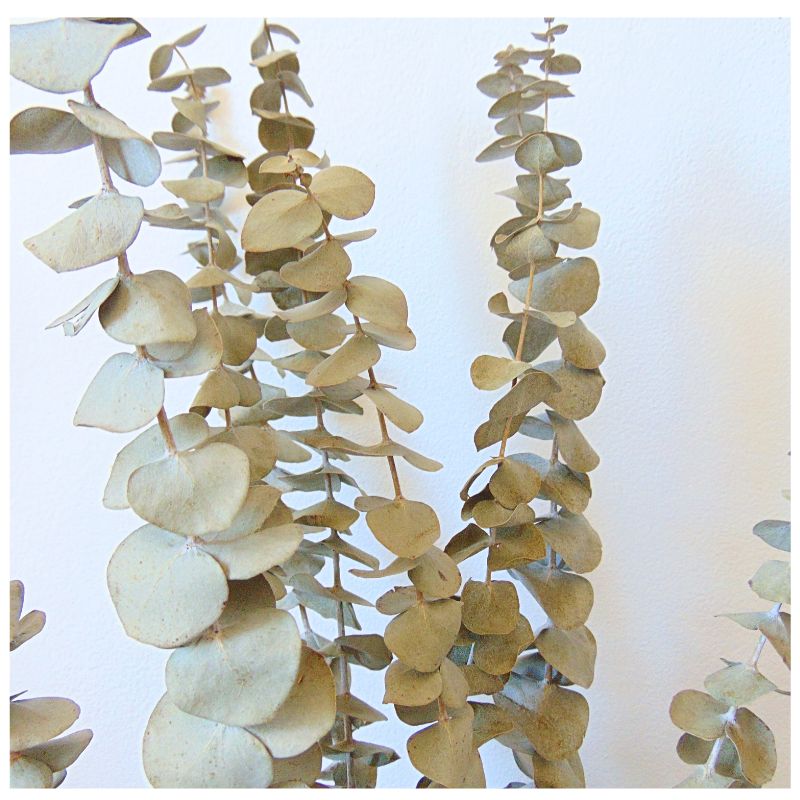 Branches d'Eucalyptus séché naturel - Lot de 10