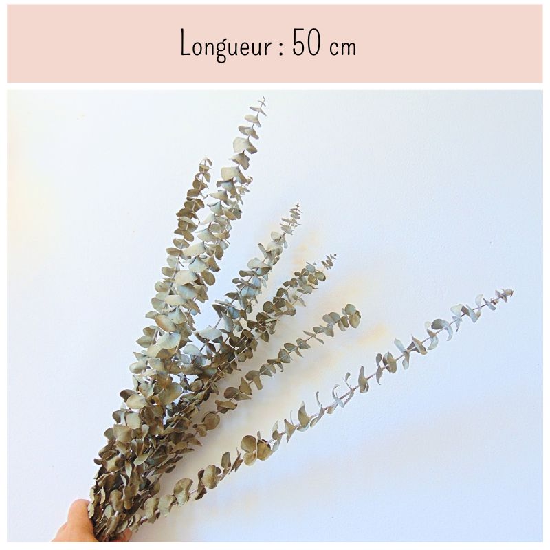 Branches d'Eucalyptus séché naturel - Lot de 10