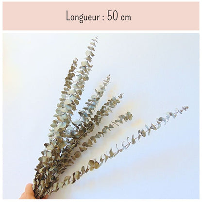 Branches d'Eucalyptus séché naturel - Lot de 10