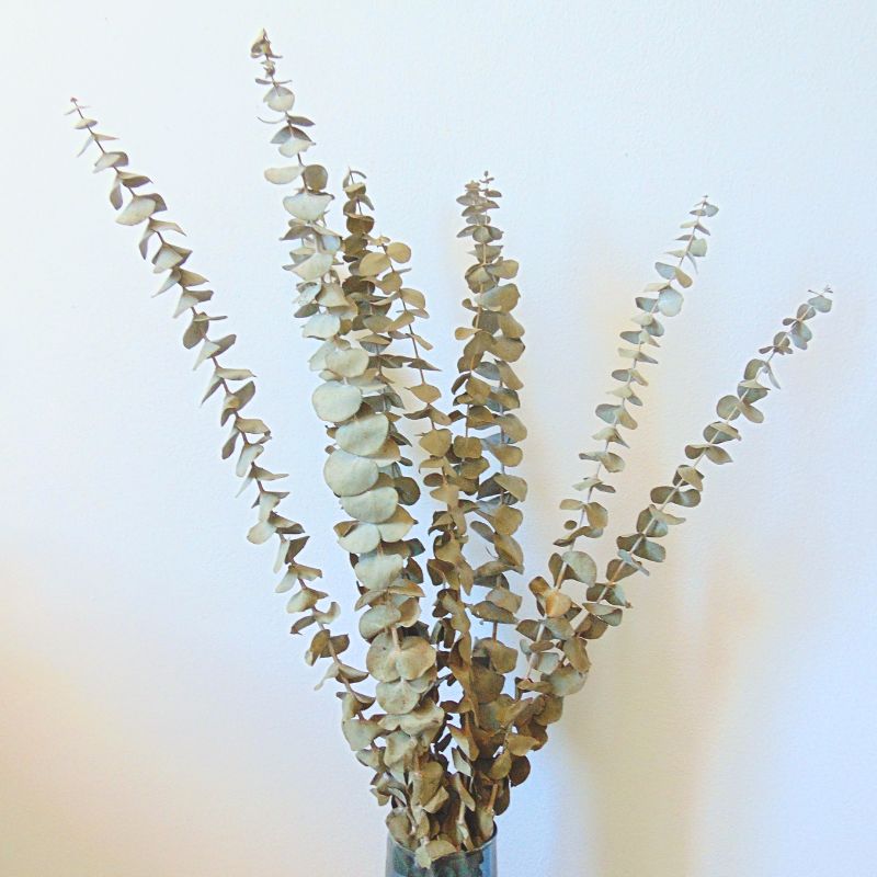 Branches d'Eucalyptus séché naturel - Lot de 10