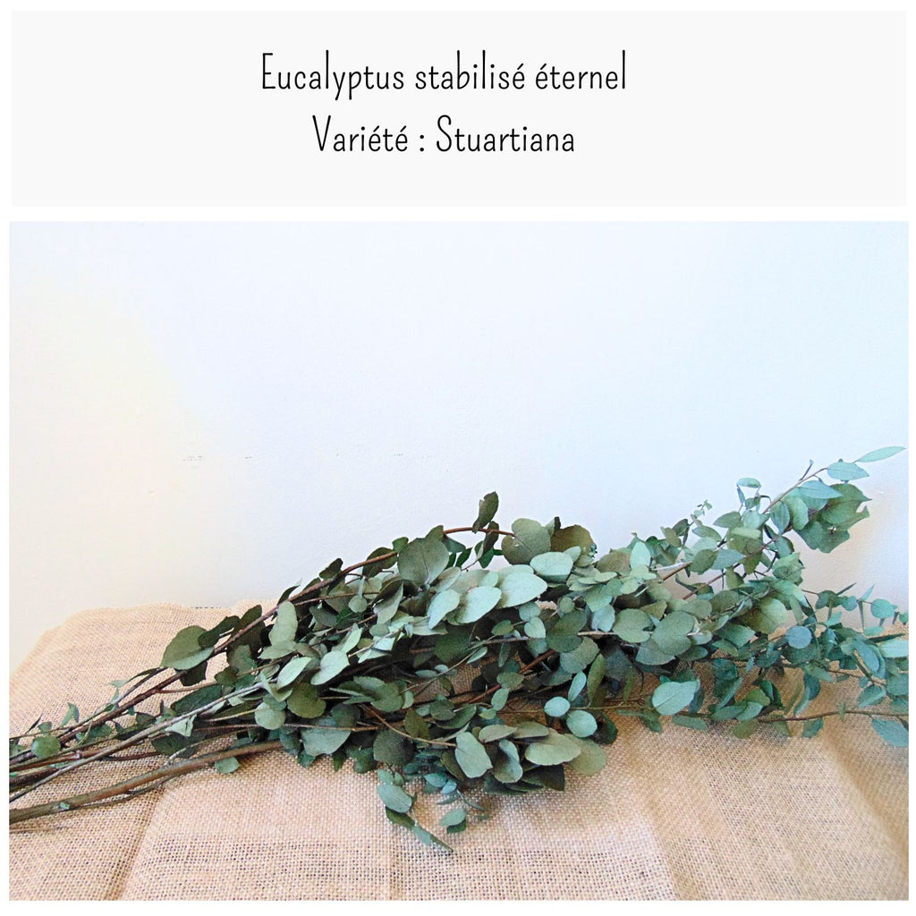 Bouquet Eucalyptus stabilisé Stuartiana Vert