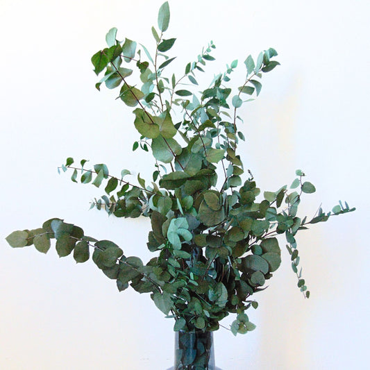 Bouquet Eucalyptus stabilisé Stuartiana Vert