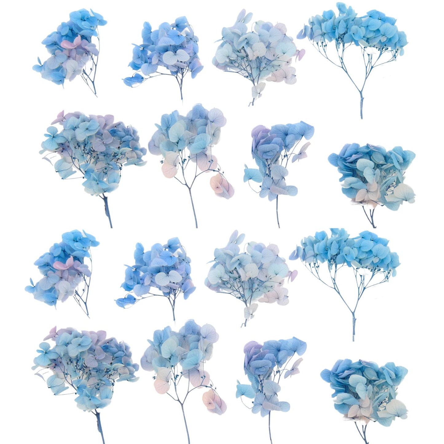 Hortensia bleu - Fleur eternelle